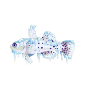 Frozen Knight Goby